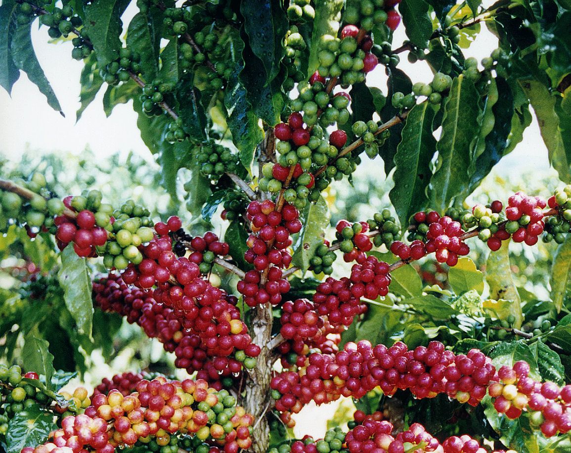 Заметки Роастмастера: Ягоды кофе и сбор урожая