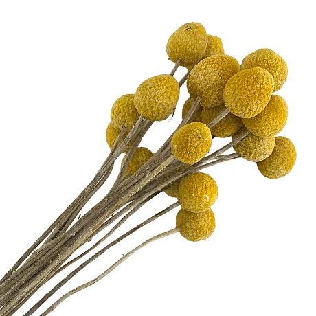 : букет из сухоцветов (краспедия желтая)