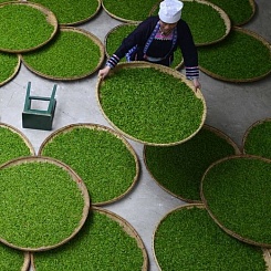 Новый урожай чая из Китая!