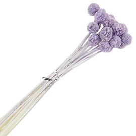 Букет из сухоцветов (краспедия сиреневая)