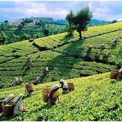 Свежая поставка чая из Индии