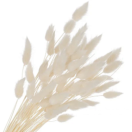 Букет из сухоцветов (лагурус белый)