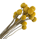 : букет из сухоцветов (краспедия желтая)