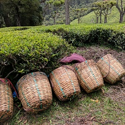 Путешествие в Индию за чаем