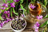 Иван чай лечебные свойства и противопоказания